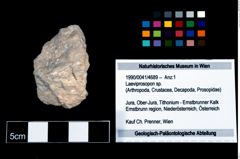 Foto (Objekt + Etikett) von Laeviprosopon sp.  (NHMW-GEO-1990-0041-4689)